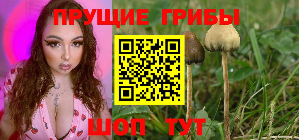 Псилоцибиновые грибы MAGIC MUSHROOMS  Вход с VPN  Ефремов 